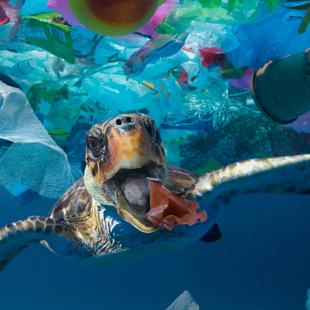 Get Plastics Out of our Oceans