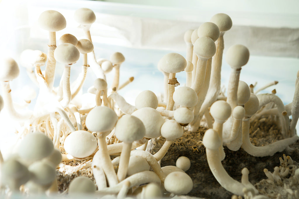Mycelium: The Various Uses